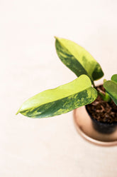 Philodendron bippenifolium 'violin' variegata